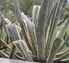 Agave