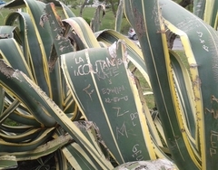 Agave