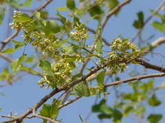 Dalbergia latifolia