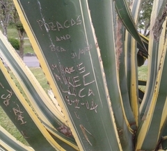 Agave