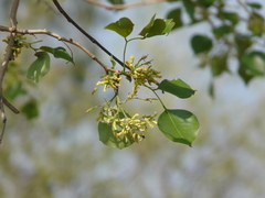 Dalbergia latifolia