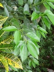 Cinnamomum kotoense