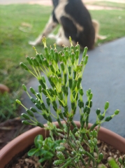 Hatiora salicornoides
