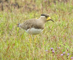 Vanellus malabaricus