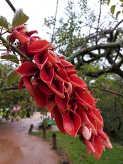 Erythrina crista-galli