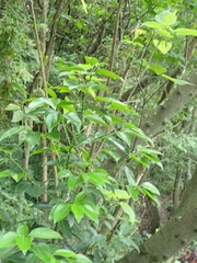 Cinnamomum kotoense