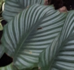 Goeppertia orbifolia