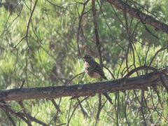 Lullula arborea