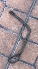 Malpolon monspessulanus