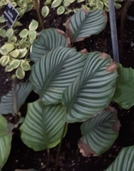 Goeppertia orbifolia