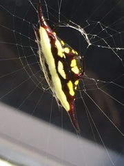Gasteracantha fornicata