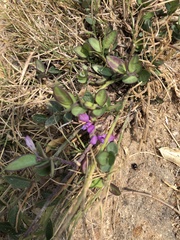 Polygala japonica