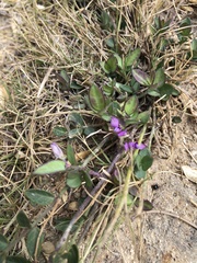 Polygala japonica
