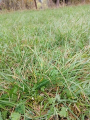 Carex flacca