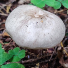 Rhodocollybia asema