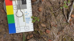 Hydrocotyle callicarpa