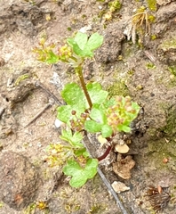 Hydrocotyle callicarpa