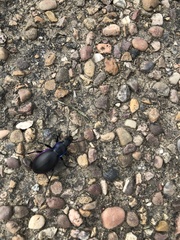 Carabus violaceus