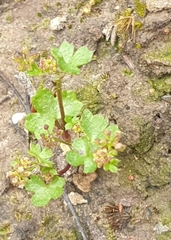 Hydrocotyle callicarpa
