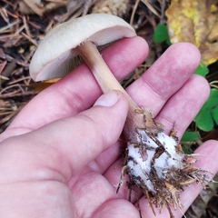 Rhodocollybia asema