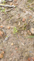 Hydrocotyle callicarpa