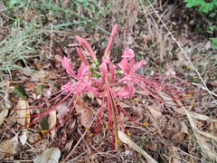 Lycoris radiata