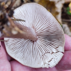 Rhodocollybia asema