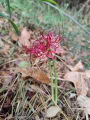 Lycoris radiata