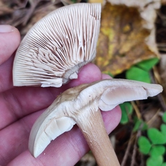 Rhodocollybia asema