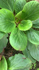 Bergenia crassifolia