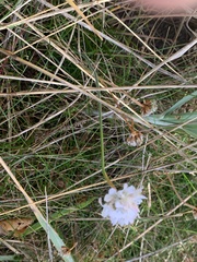 Armeria maritima