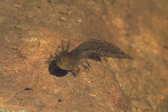 Caudata