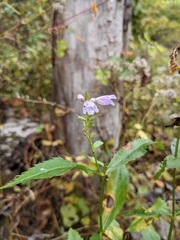 Physostegia virginiana
