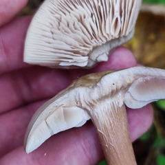 Rhodocollybia asema