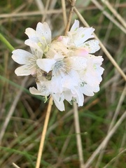 Armeria maritima