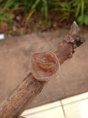 Auricularia cornea