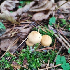Galerina
