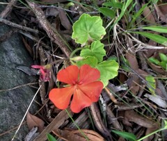 Pelargonium × hybridum