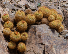 Copiapoa coquimbana