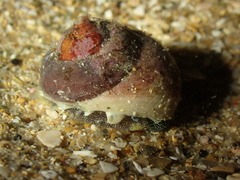 Gibbula magus