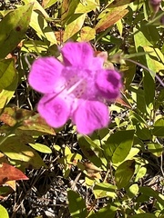 Agalinis setacea