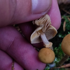 Galerina