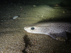 Scyliorhinus canicula