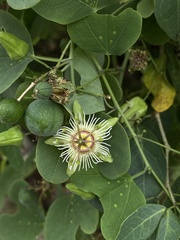 Passiflora mexicana