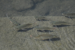 Oreochromis niloticus