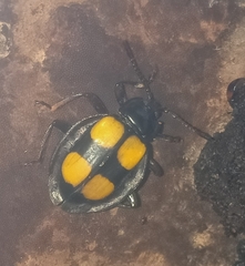 Eumorphus quadrinotatus