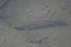 Channa striata