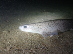 Scyliorhinus canicula