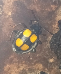 Eumorphus quadrinotatus