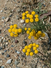 Oncosiphon pilulifer